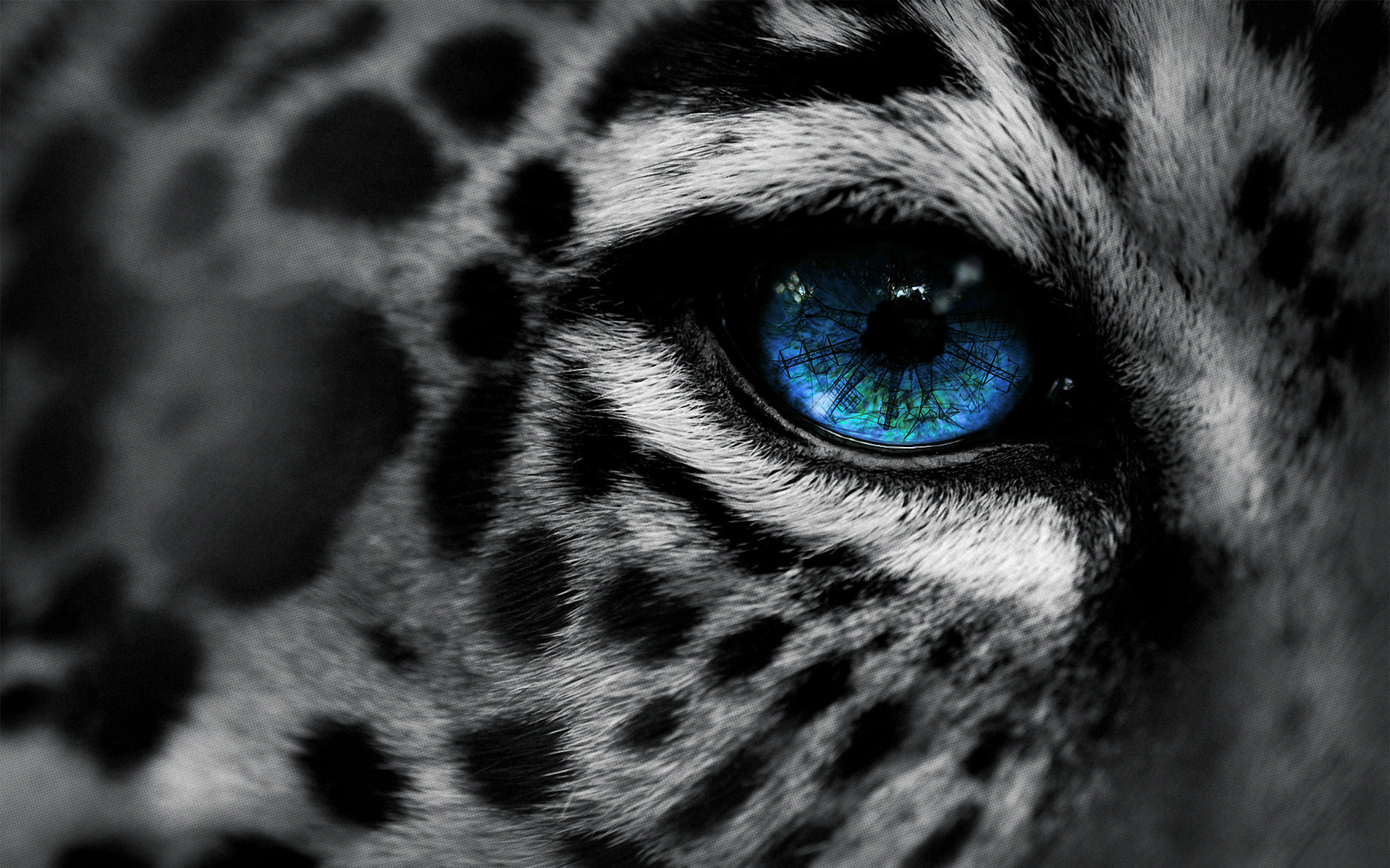 High resolution Leopard hd 1920x1200 background ID:448448 for PC