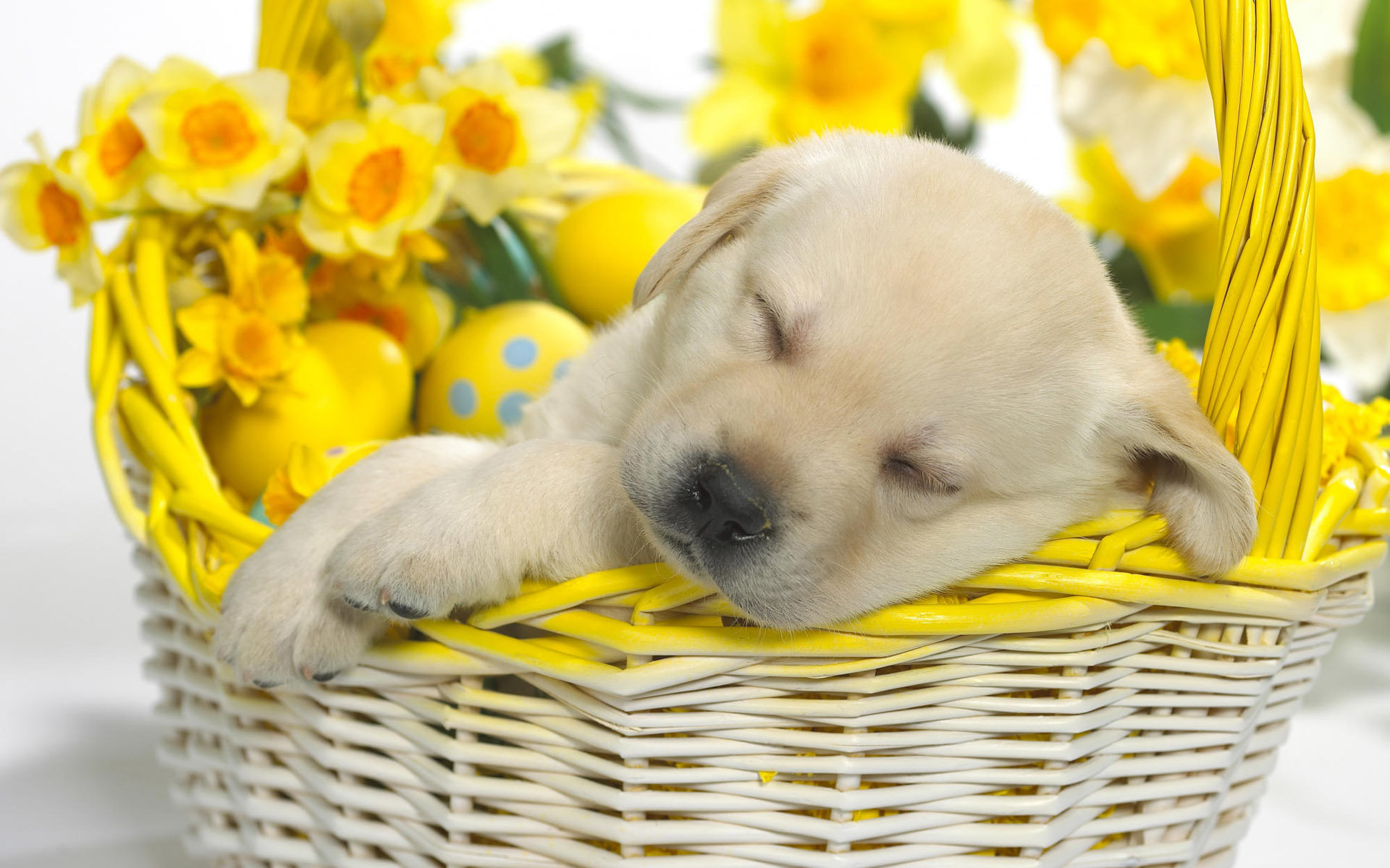 Free download Puppy wallpaper ID:46936 hd 1920x1200 for PC