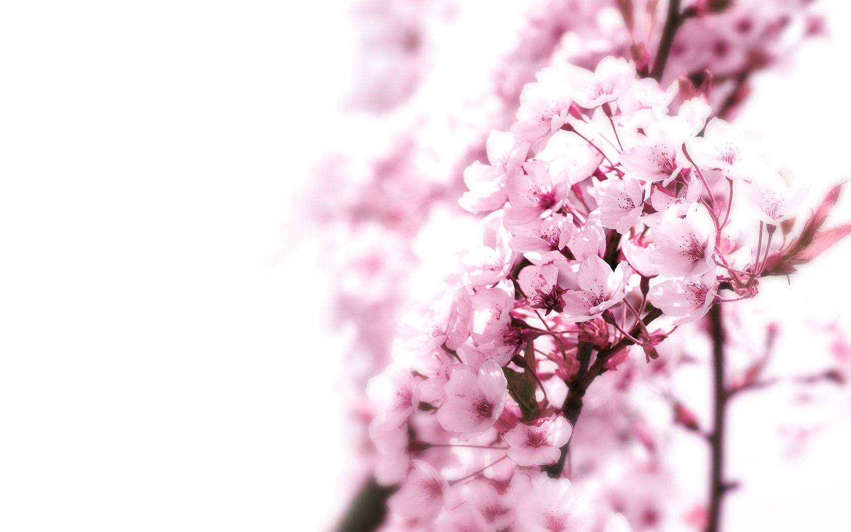 Free download Blossom background ID:332612 hd 1680x1050 for PC