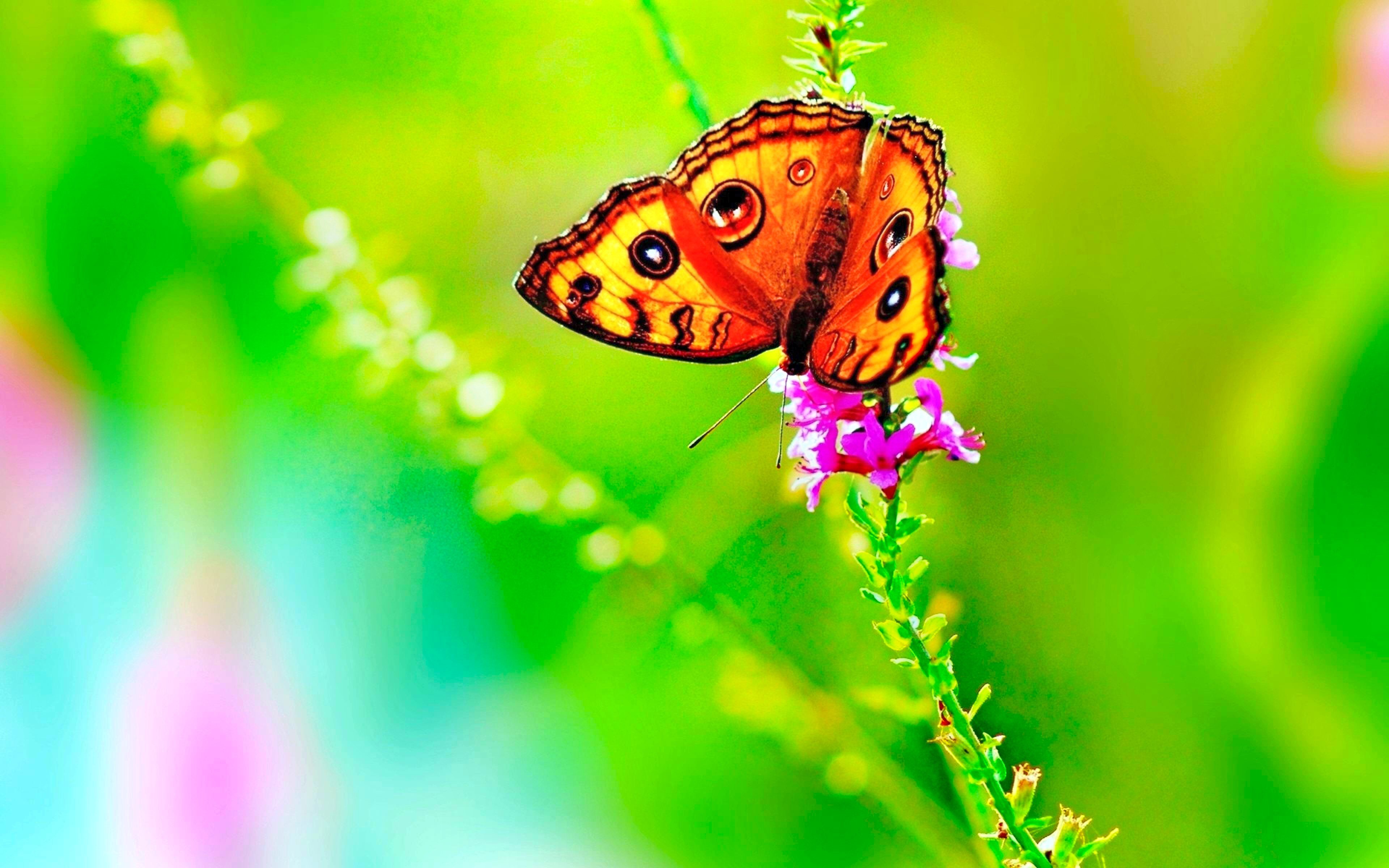 Download hd 3840x2400 Butterfly PC wallpaper ID:167497 for free