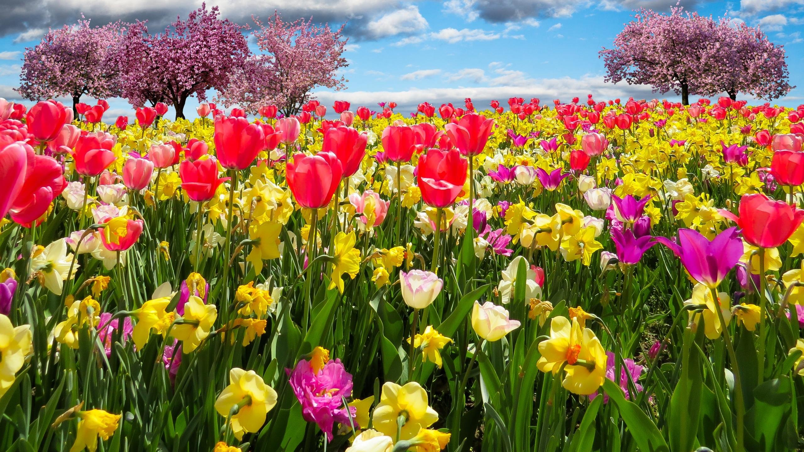 Awesome Spring free wallpaper ID:104146 for hd 2560x1440 desktop